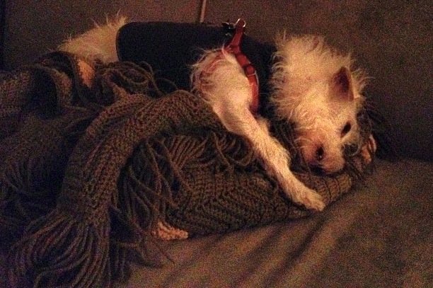 DogVacay’s Revenue Picture Looks … Ruff