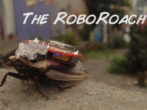 RoboRoach Cyborg Cockroach