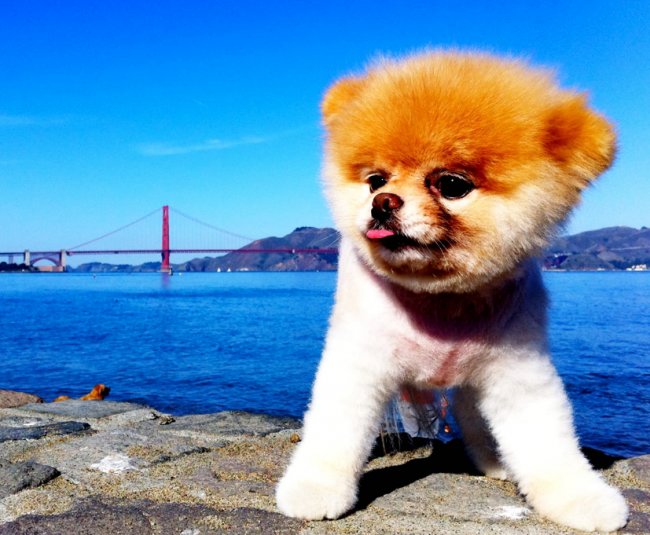 Meet Boo, ‘The World’s Cutest Dog’—And The Secret Facebook Employee Behind Him