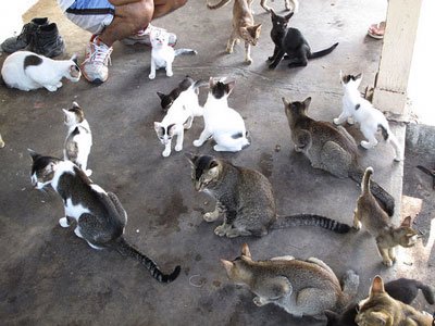 For Google, Fixing Android Is Like Herding Cats (GOOG)
